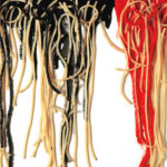 armando-testa-spaghetti-su-tela