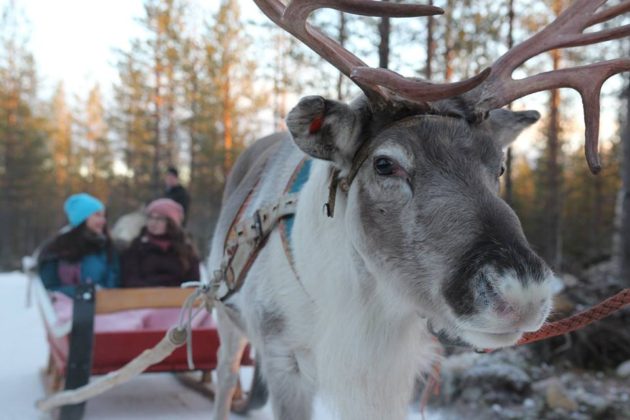 Rovaniemi. capitale delle Lapponia - Finlandia (renne)