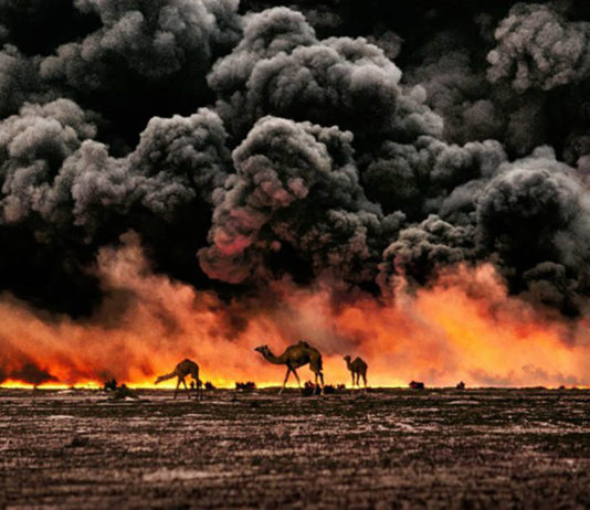 Steve McCurry, Animals