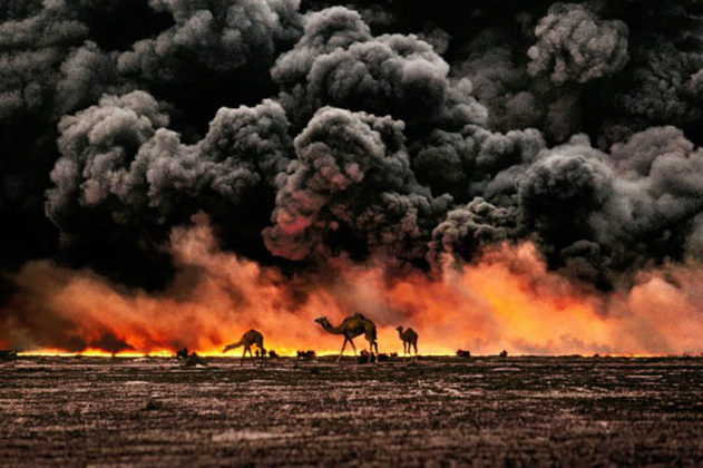 Steve McCurry, Animals