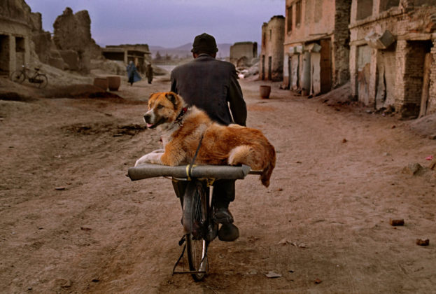 Steve McCurry, Animals