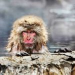 4_Steve-McCurry_Nagano-Japan-2018_Steve-McCurry-2