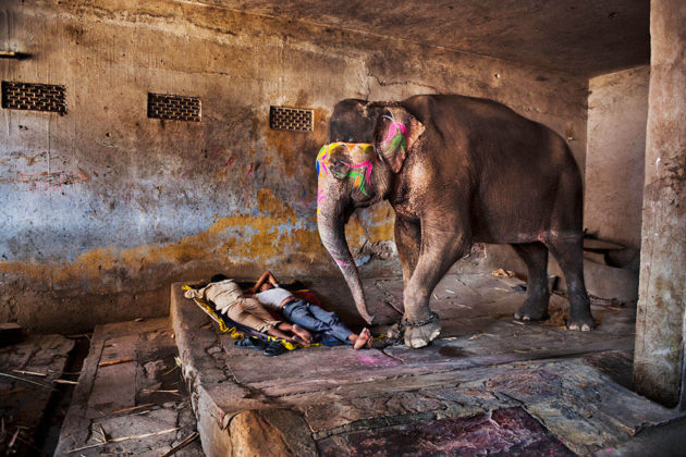 Steve McCurry, Animals