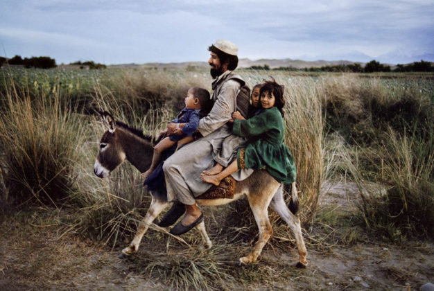 Steve McCurry, Animals