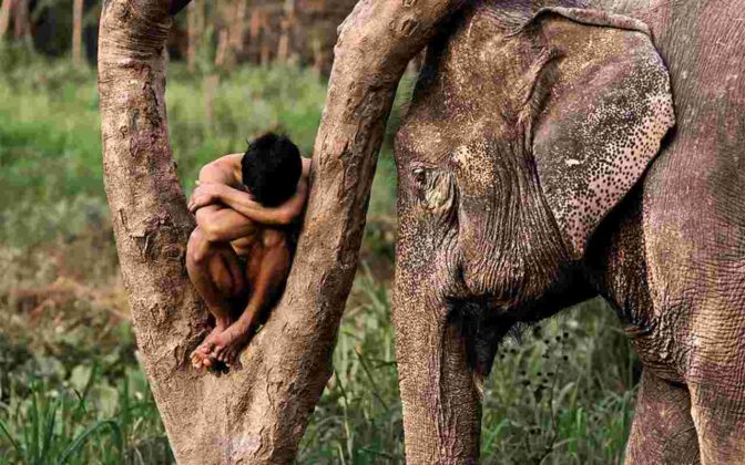 Steve McCurry, Animals